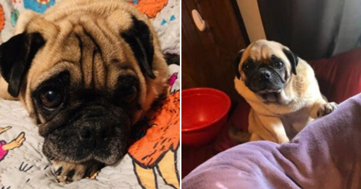 Pug 'Angry Poos' On Owner's Favorite Things Whenever He Feels Wronged ...