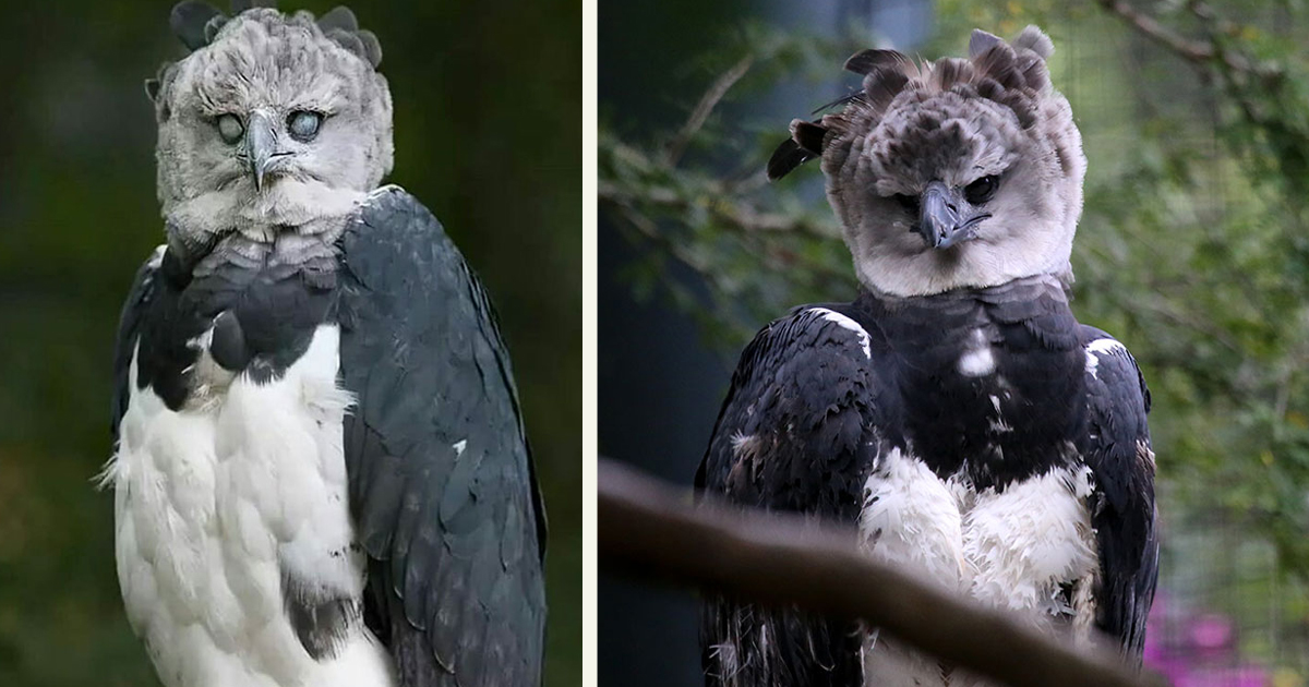 Harpy Eagle Is So Big, Some Think It's A Human Wearing A Costume ...