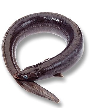 Man Swallowed Two Live Eels In An Attempt To Treat Constipation - Small ...