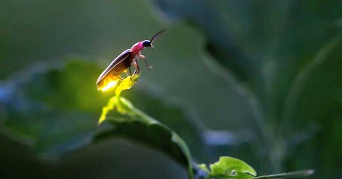 Fireflies Risk Extinction from Habitat Loss, Pesticides and Artificial