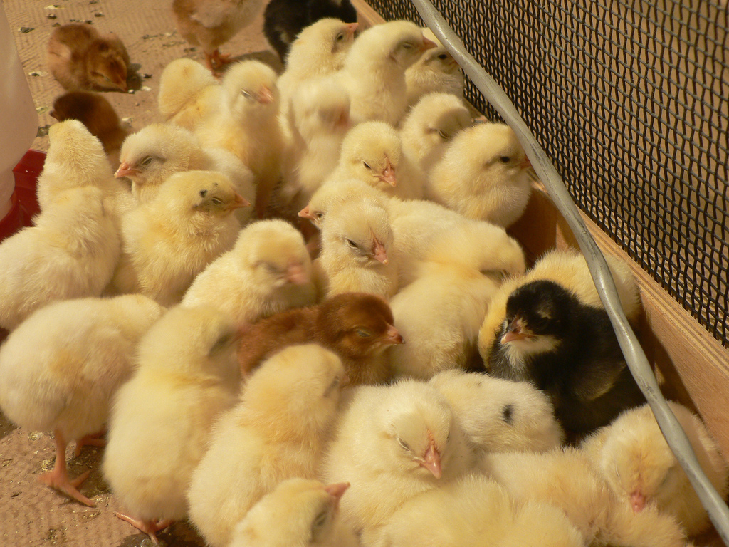 Resultado de imagen de France to ban culling of unwanted male chicks by end of 2021"