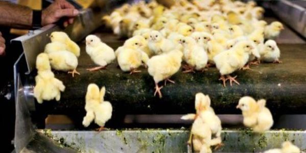 Resultado de imagen de France to ban culling of unwanted male chicks by end of 2021"