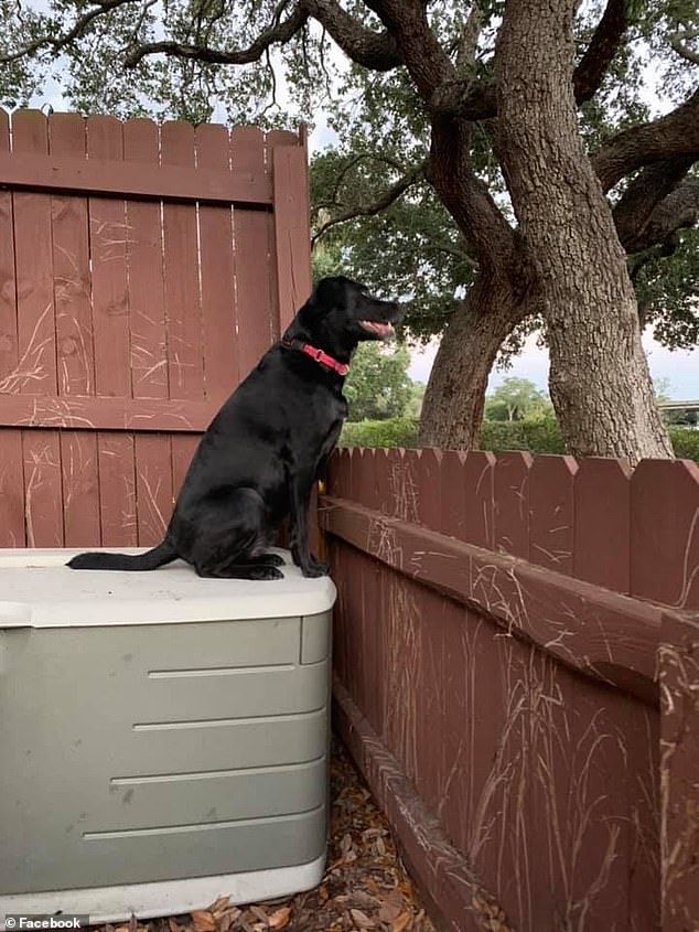 Midnight is seen on the farm in a photo posted on Facebook by Ian last spring