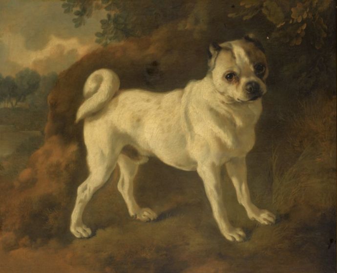 10 Hechos que han convertido a los Carlinos o pugs en el reflejo de la crueldad y el egoísmo humano