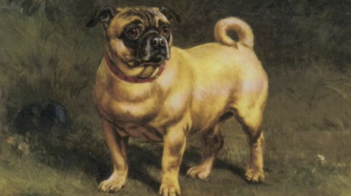 10 Hechos que han convertido a los Carlinos o pugs en el reflejo de la crueldad y el egoísmo humano