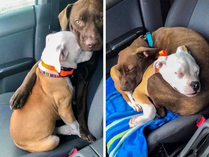 20 Pets That Have Enough Love for the Entire World