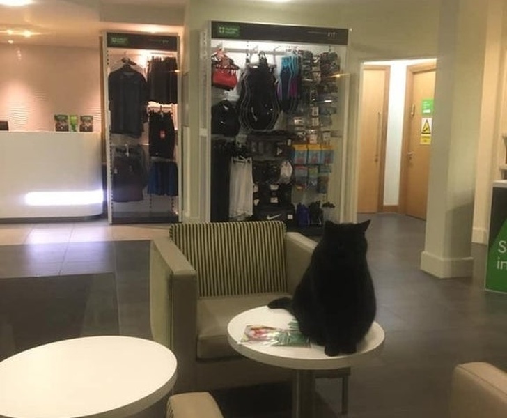 20 Pets That Have Enough Love for the Entire World