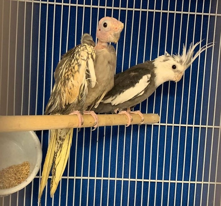 20 Pets That Have Enough Love for the Entire World