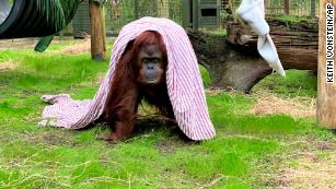 Sandra the orangutan, freed from a zoo after being granted &#39;personhood,&#39; settles into her new home