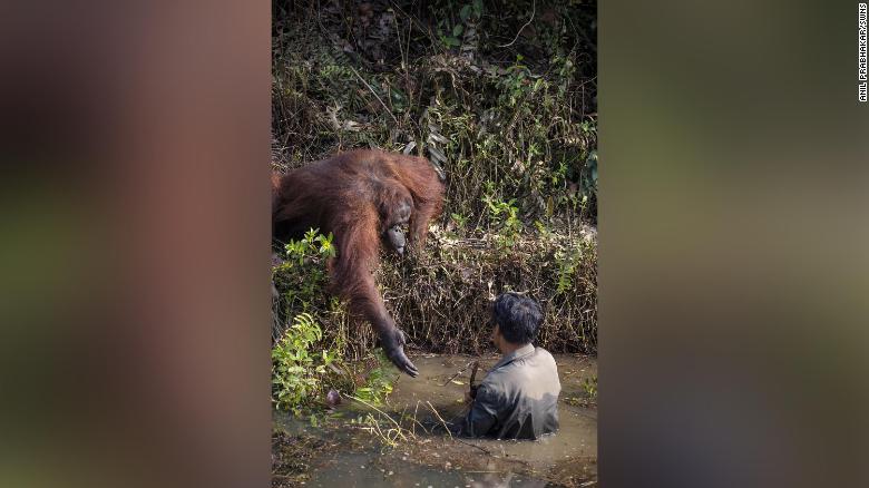The orangutan held out its hand to the man, who was clearing snakes from a river as part of efforts to protect the endangered apes. 