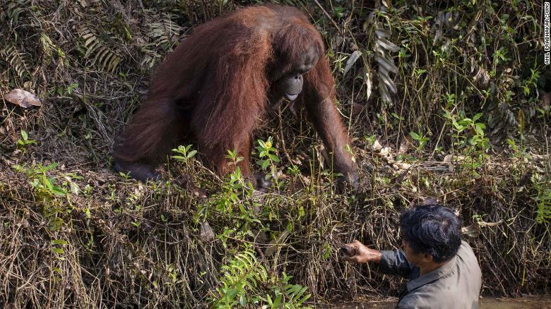 The great ape appeared to be trying to help the warden, who was standing in a muddy, flowing river.