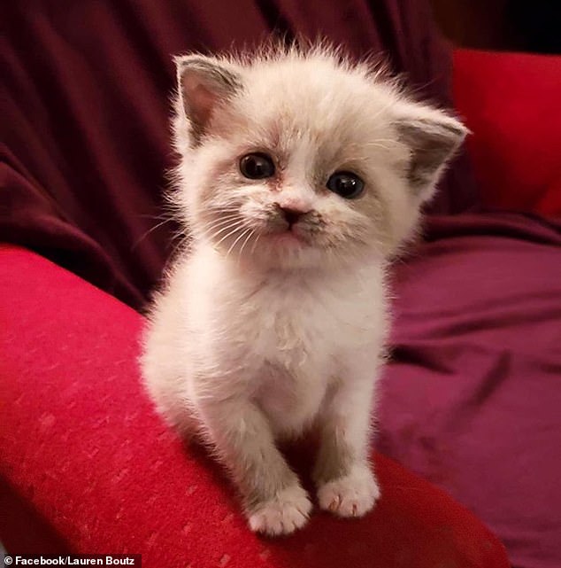 Cutie: A foster kitten called Blossom has become a viral sensation after images of the feline 