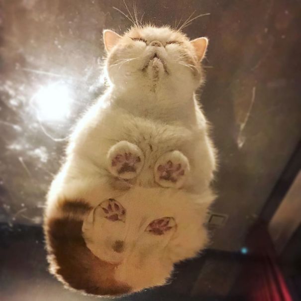 "Human, Look At Ma Beans!" "Human, Look At Ma Beans!"