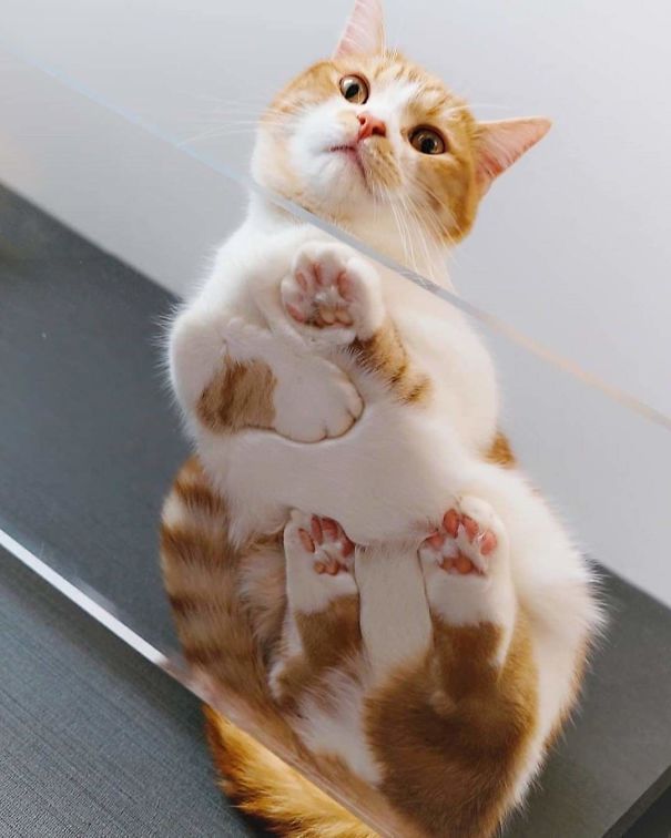A Curled Peet, Jellybean Toes Fully On Display A Curled Peet, Jellybean Toes Fully On Display