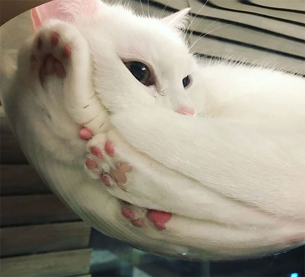 Cats Are Liquid Cats Are Liquid