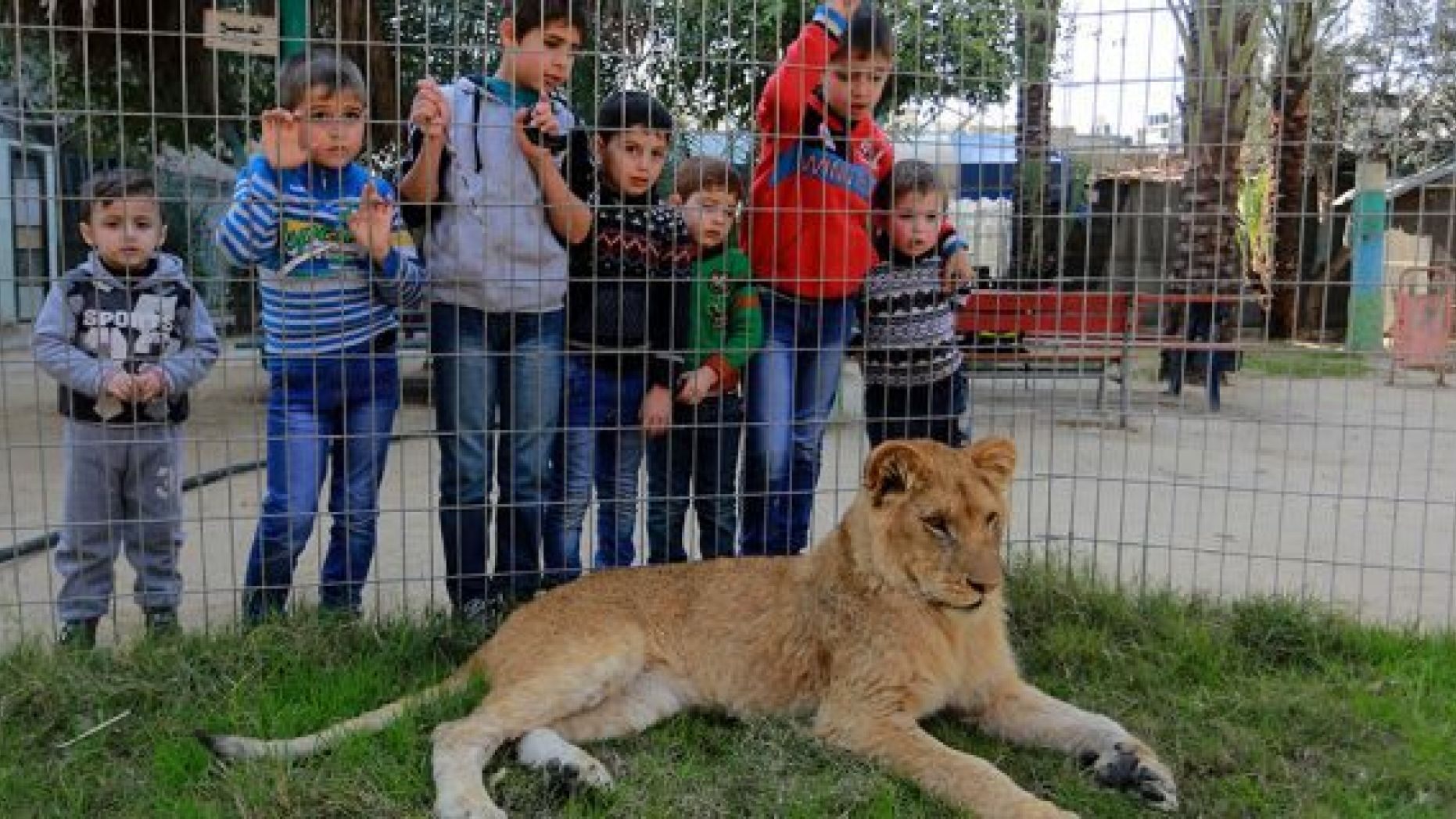 Palestinian children look through the fence of a lion cage at the Rafah Zoo in Gaza City, Gaza on February 13, 2019. Gaza