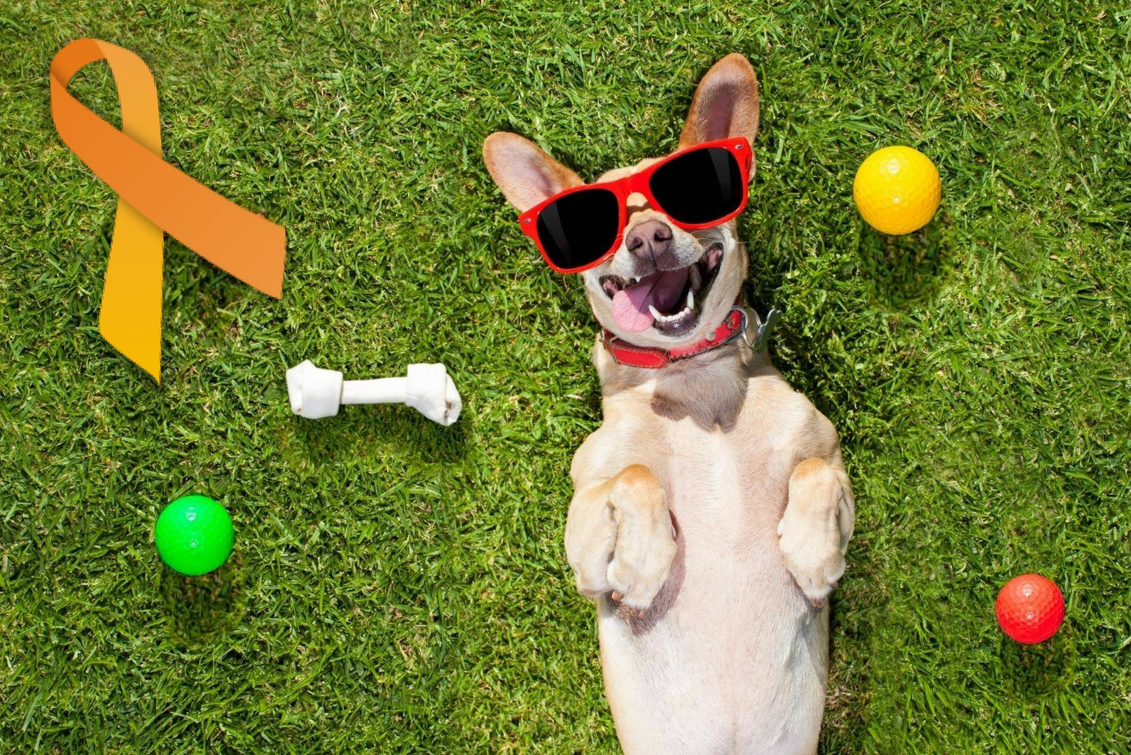 Resultado de imagen de cinta naranja por los animales