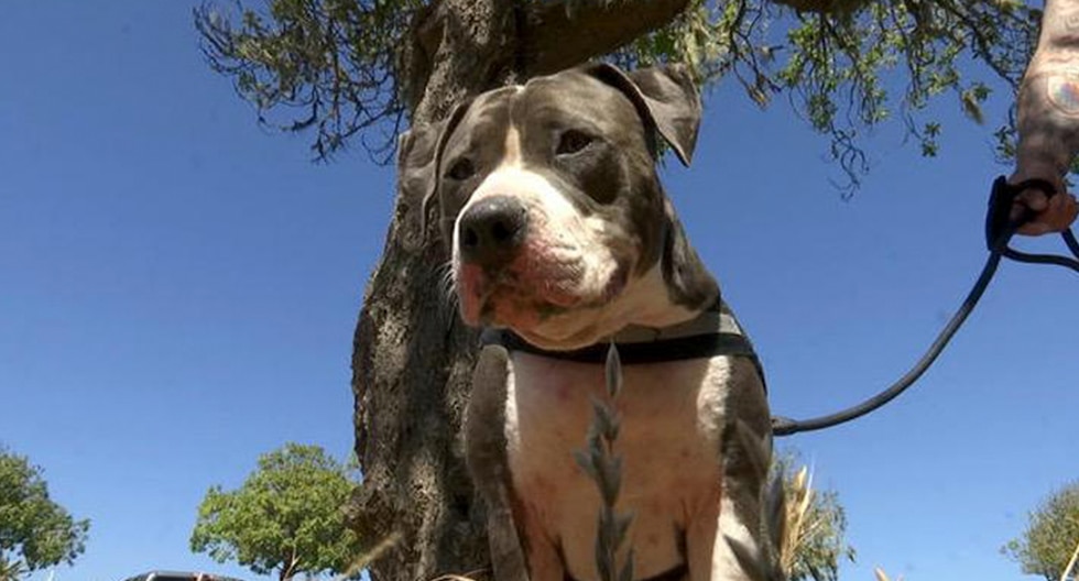 Un perro salva a su dueño de las fauces de un tiburón. La historia es viral en Facebook. (Foto: NBC Bay Area)