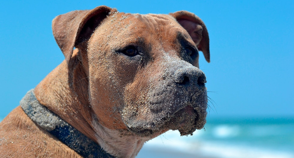 Un perro salva a su dueño de las fauces de un tiburón. La historia es viral en Facebook. (Foto: Pixabay)