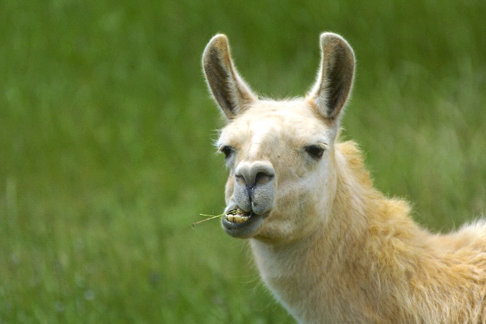 Resultado de imagen de llama