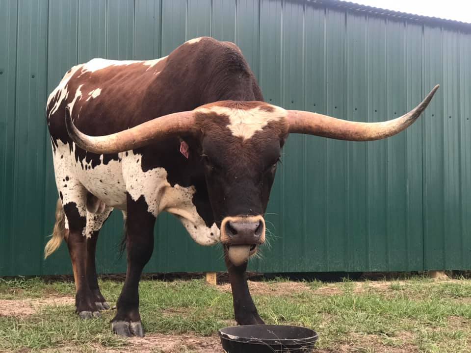 Farm Turned Into An Animal Sanctuary After Hurricane Harvey - Small Joys