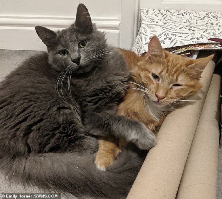 Two Adorable Cats Have A Condition That Makes Them Wobble When They