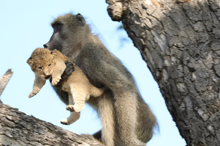 A Baboon Stole A Lion Cub From Its Pride Before Taking It Into Treetops To Groom It Small Joys 