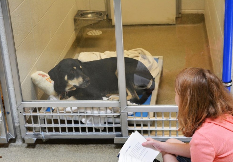 Children Reading Books To Shelter Dogs To Help Them Socialize And ...