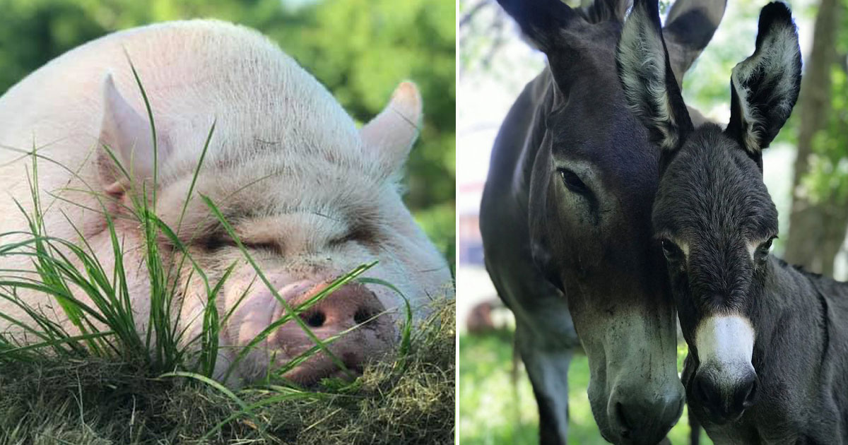 Farm Turned Into An Animal Sanctuary After Hurricane Harvey  Small Joys