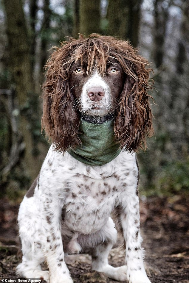 Springer Spaniel With 'Rockstar' Curly Hair Gained Thousands Of ...