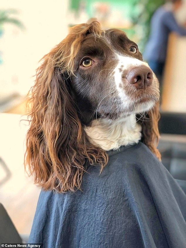 Springer Spaniel With 'Rockstar' Curly Hair Gained Thousands Of ...