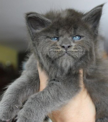 Woman Breeds Cats With Human-Like Faces - Small Joys