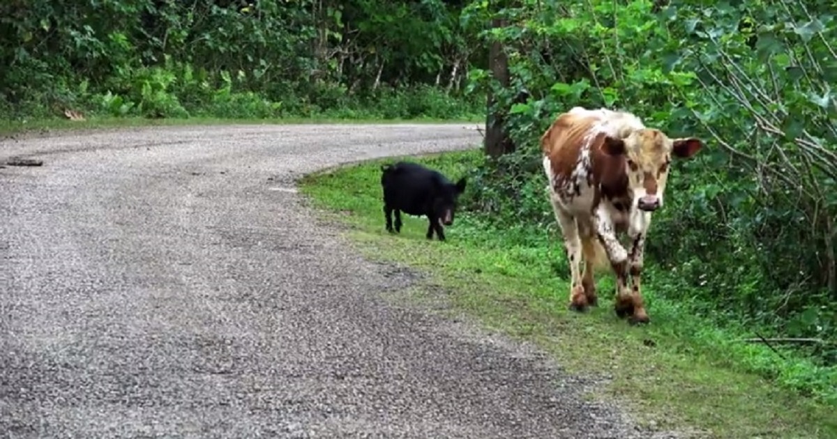 A Wild Pig Casually Joined A Cow For A Friendly Stroll Down The Road Small Joys