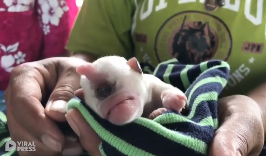 Cyclops Puppy: Dog Born With A Rare Condition That Caused Him To ...