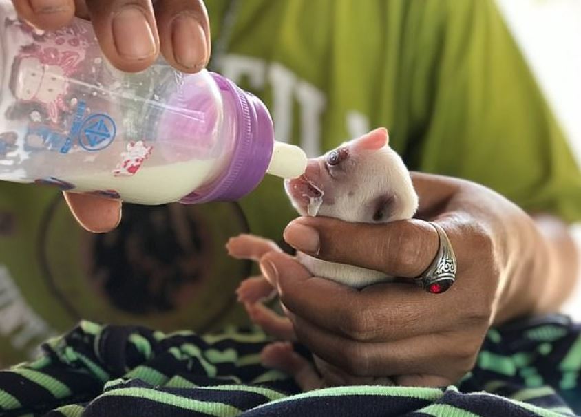 Cyclops Puppy: Dog Born With A Rare Condition That Caused Him To ...