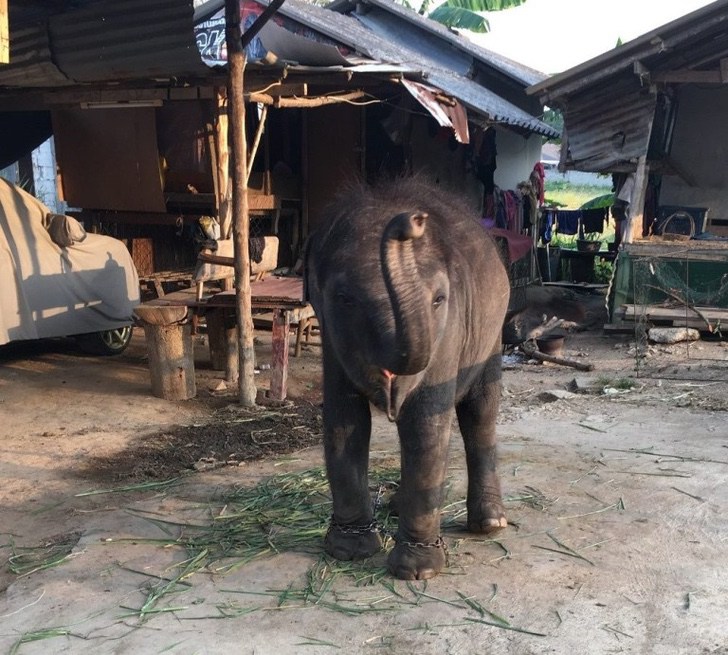 Resultado de imagen de meena elefante tailandia