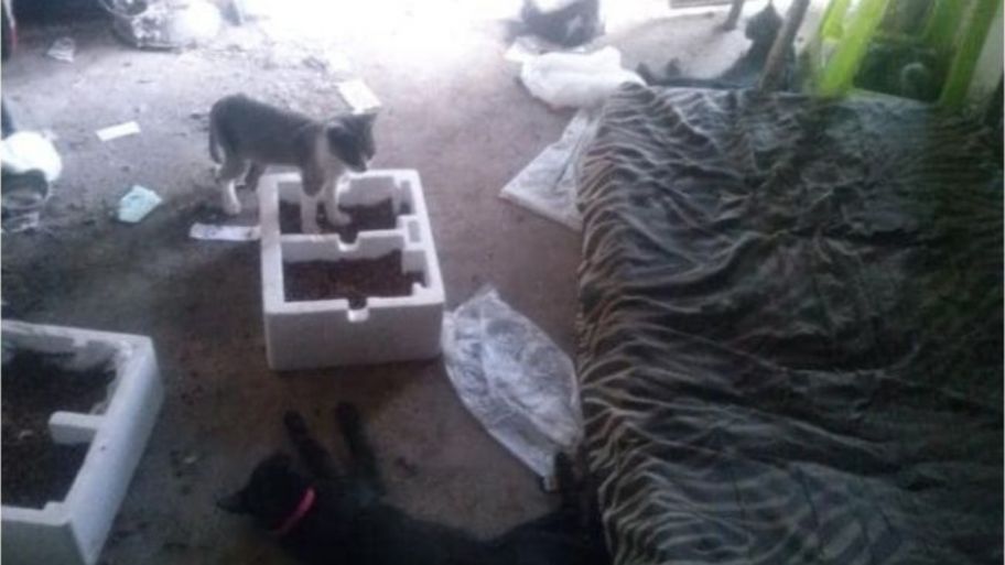 Resultado de imagen de Asesinó a su madre y a su tía, se cree un gato y quiere quitarse la vida porque lo bañaron