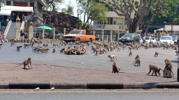 Resultado de imagen de monos agresivos tailandia