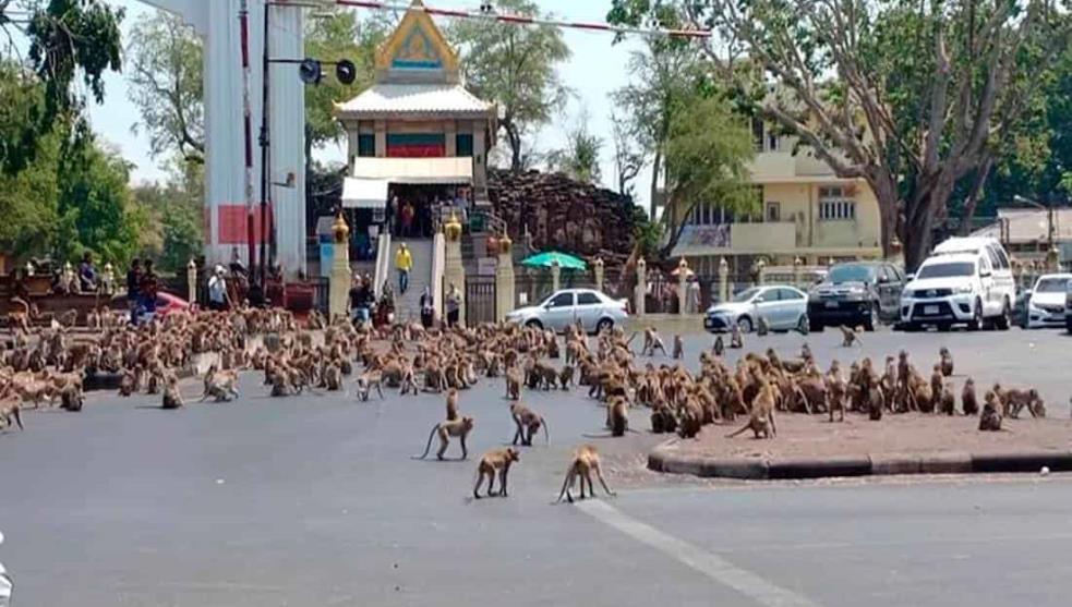 Resultado de imagen de monos agresivos tailandia