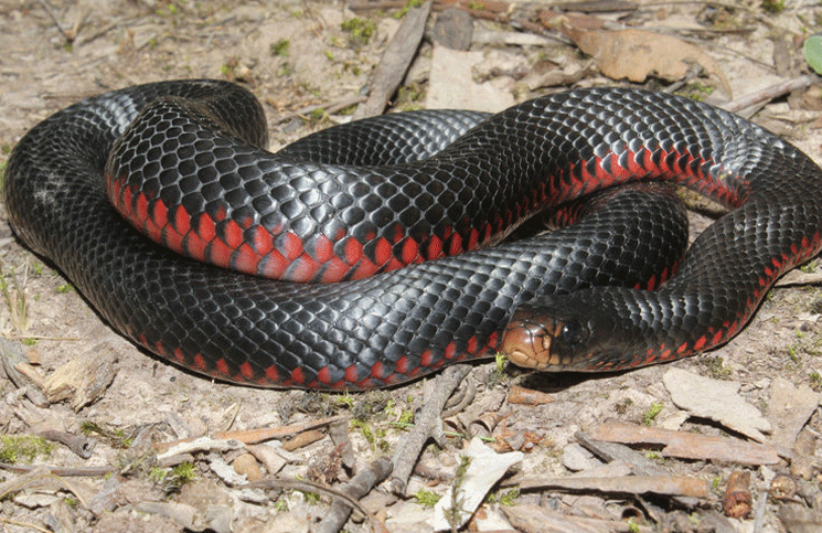 Resultado de imagen de Stuart McKenzie cazador serpiente