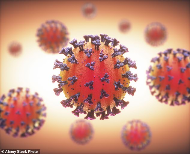 Pictured: A coronavirus. The virus often causes respiratory infections in humans