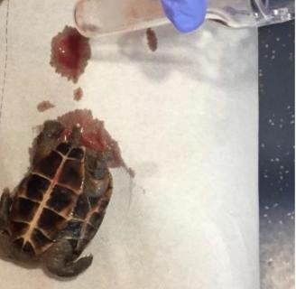 Resultado de imagen de mujer tenia tortuga en vagina