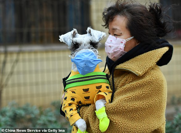 A woman with her pet dog, both wearing face masks, walks on street amid novel coronavirus spread