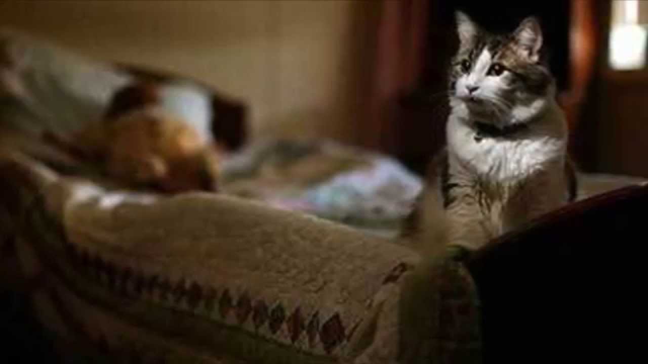 OSCAR EL GATO QUE PREDECÍA LA MUERTE (EL ANGEL DE LA MUERTE) RT ...