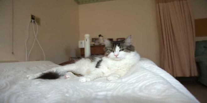 Óscar, el gato que presiente la muerte - Supercurioso