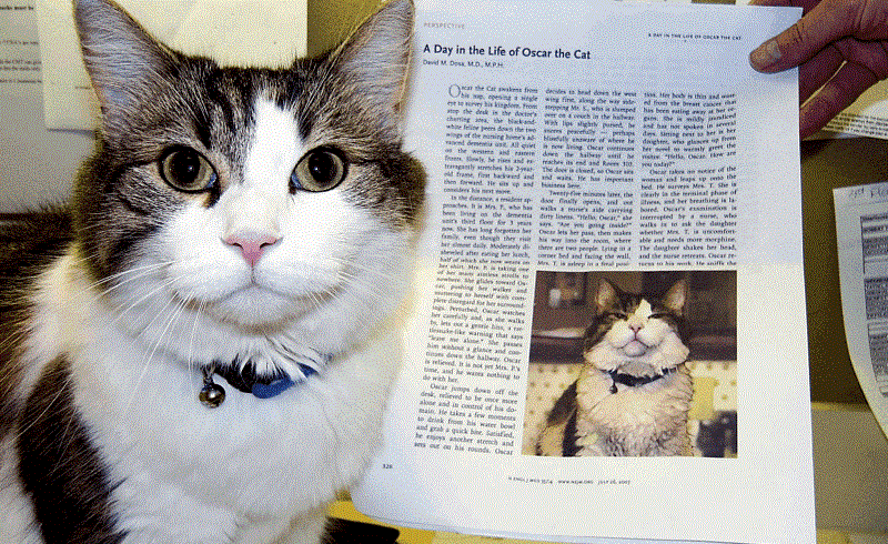 El Espejo Gótico: Oscar: el gato que predice la muerte es ...