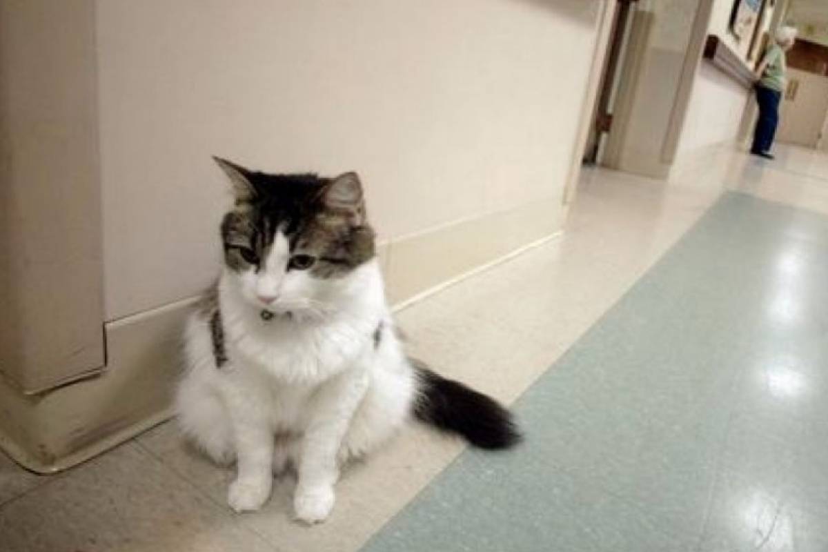 Oscar, el gato que podía predecir la muerte | Publimetro México