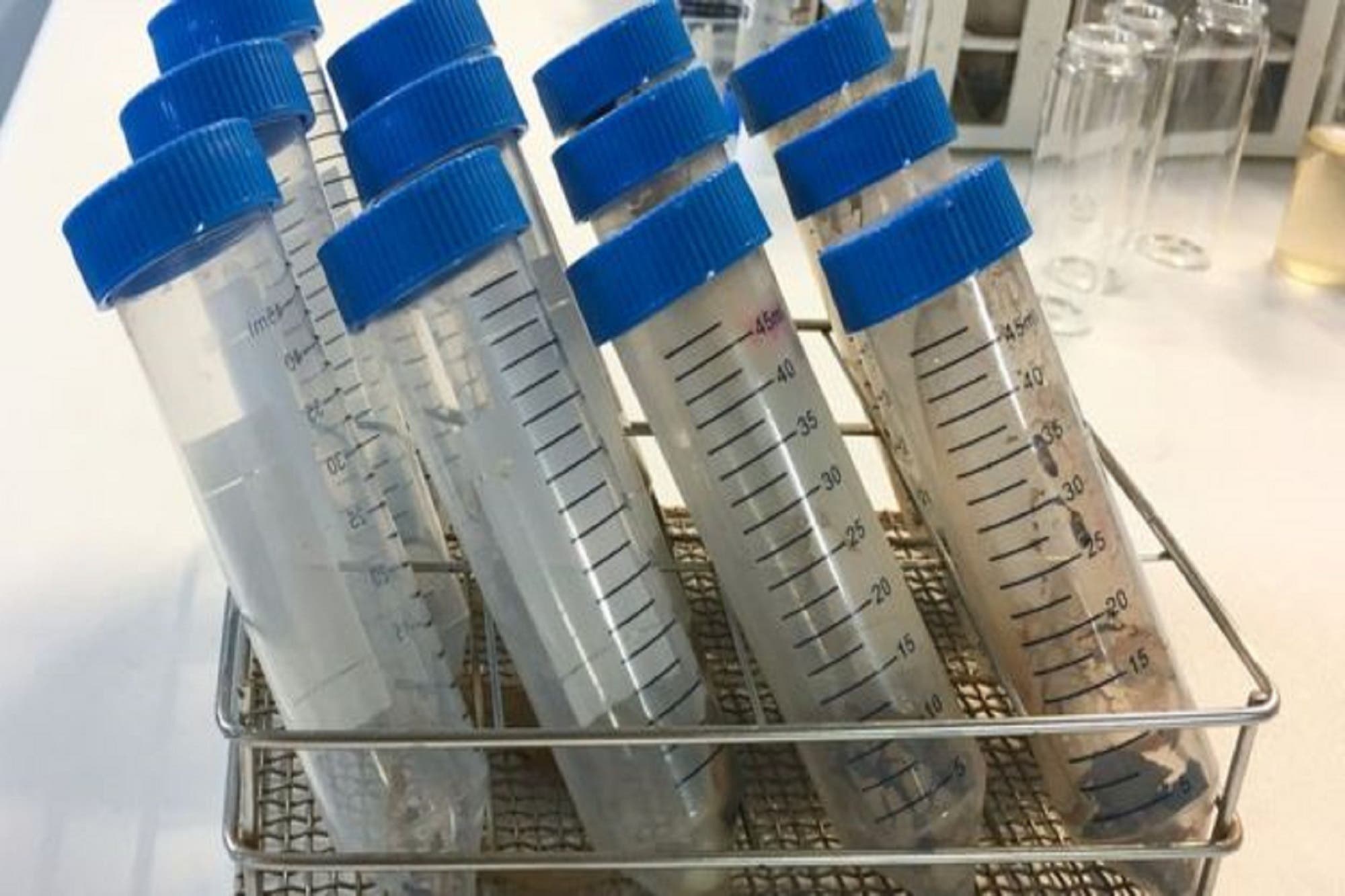 Pruebas de ADN: el regalo de Navidad que puede destruir tu familia ...