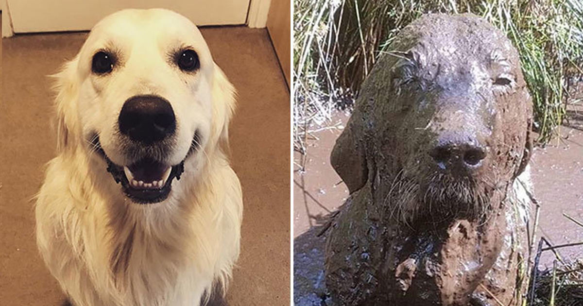 강아지 데리고 절대 '진흙탕'에 가면 안 되는 이유, TOP 12 Newsnack
