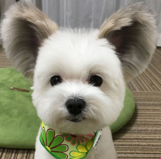 This Dog Has Mickey Mouse Ears and We Can't Get Over This Adorable ...